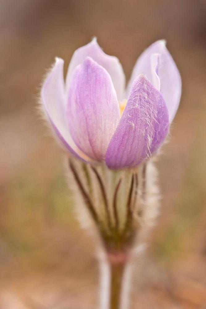 Canada-Manitoba-Sandilands Provincial Forest Prairie crocus flower close-up art print by Jaynes Gallery for $57.95 CAD